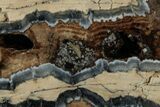 Mammoth Molar Slice With Case - South Carolina #349988-2